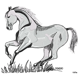 Horse 137